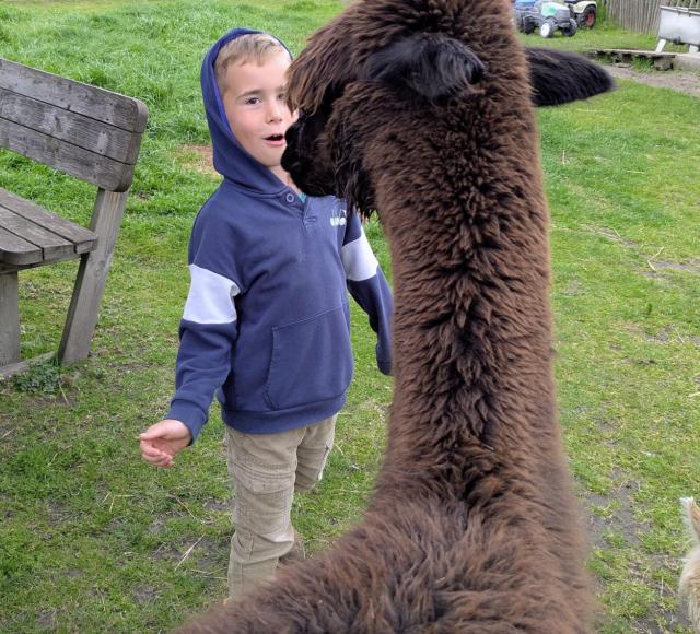 Lama gespot