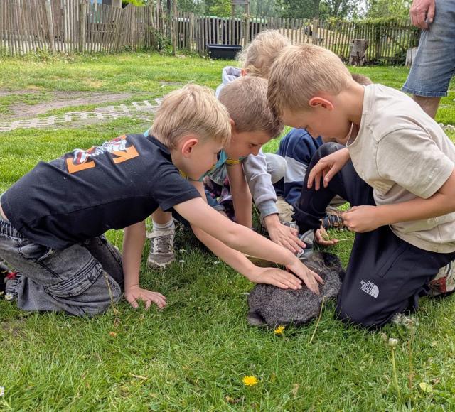 Is dat een schildpad?
